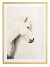 Icelandic Horse Framed Art Print