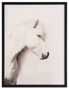 Icelandic Horse Framed Art Print