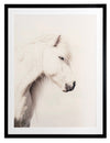 Icelandic Horse Framed Art Print