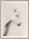 Icelandic Horse Framed Art Print