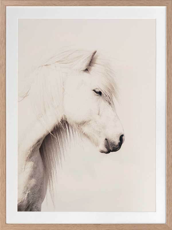 Icelandic Horse Framed Art Print