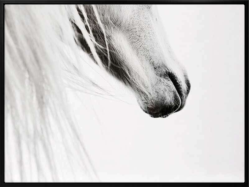 From the Horse's Mouth Canvas Art Print