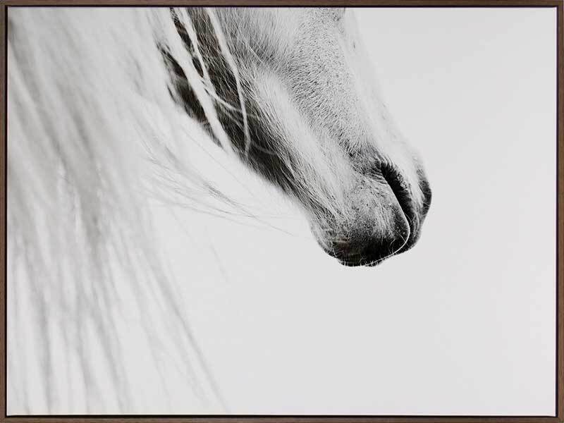 From the Horse's Mouth Canvas Art Print