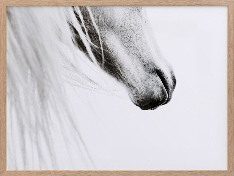 From the Horse's Mouth Framed Art Print
