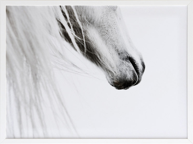 From the Horse's Mouth Framed Art Print