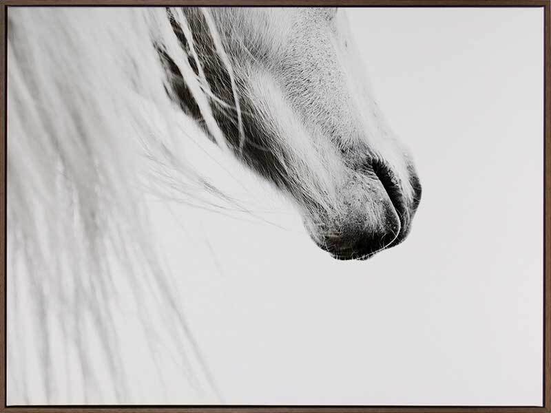 From the Horse's Mouth Canvas Art Print