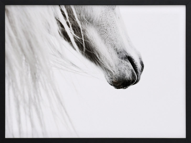 From the Horse's Mouth Framed Art Print