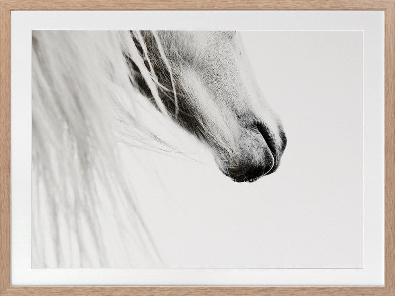 From the Horse's Mouth Framed Art Print