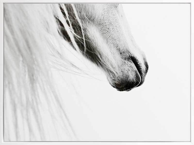 From the Horse's Mouth Canvas Art Print