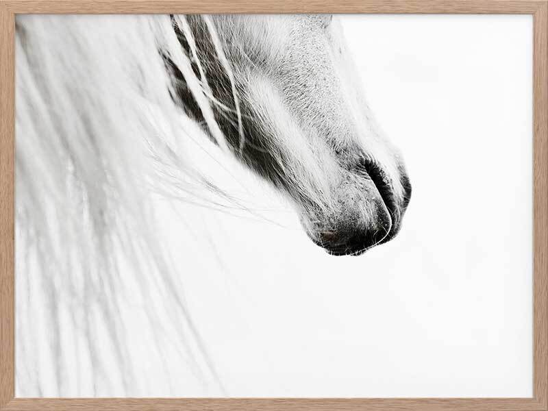 From the Horse's Mouth Canvas Art Print