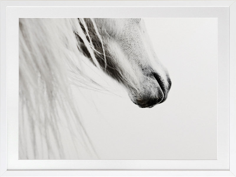 From the Horse's Mouth Framed Art Print