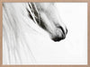 From the Horse's Mouth Framed Art Print