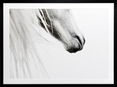 From the Horse's Mouth Framed Art Print