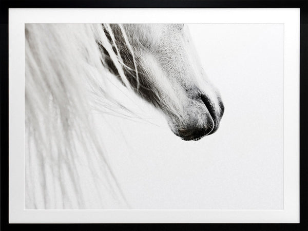 From the Horse's Mouth Framed Art Print