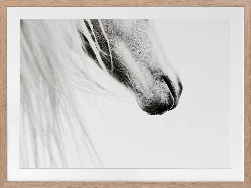From the Horse's Mouth Framed Art Print