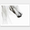 From the Horse's Mouth Unframed Art Print