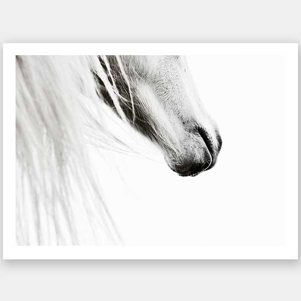 From the Horse's Mouth Unframed Art Print