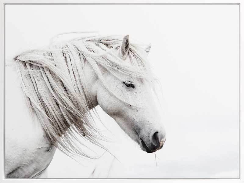 Stallion Canvas Art Print