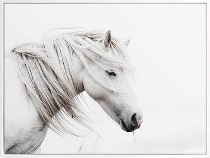 Stallion Canvas Art Print