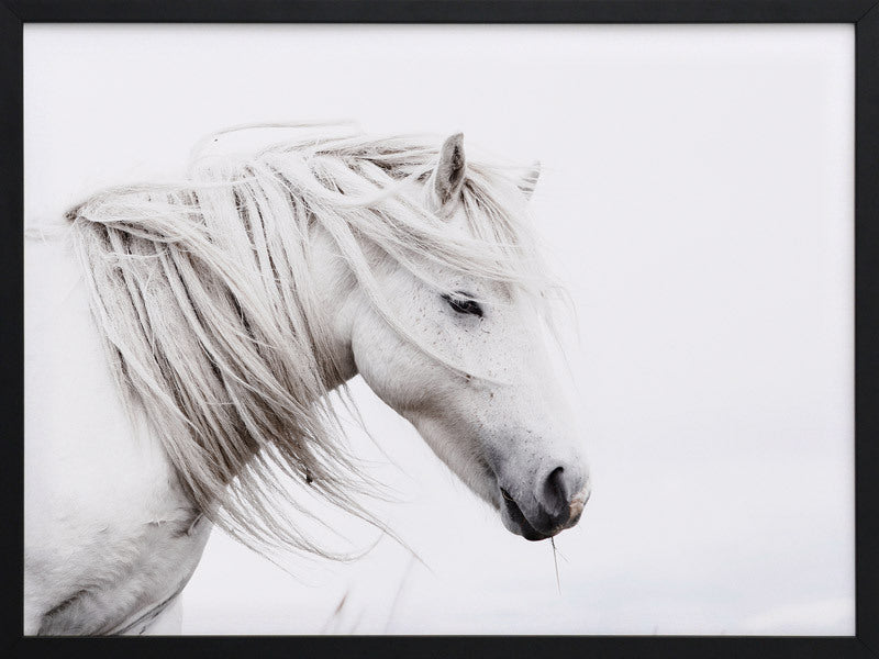 Stallion Framed Art Print