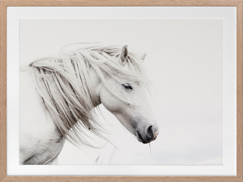 Stallion Framed Art Print