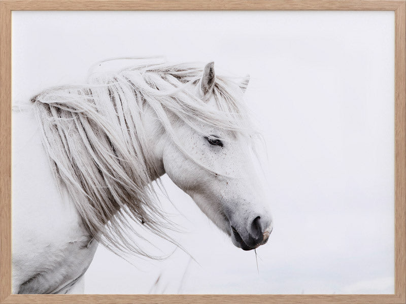 Stallion Framed Art Print