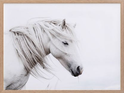 Stallion Framed Art Print