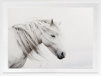 Stallion Framed Art Print