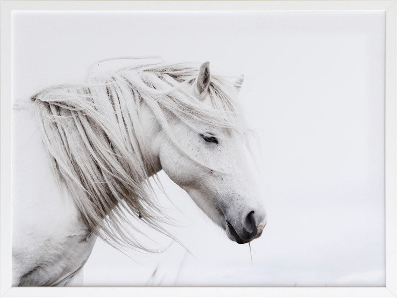 Stallion Framed Art Print