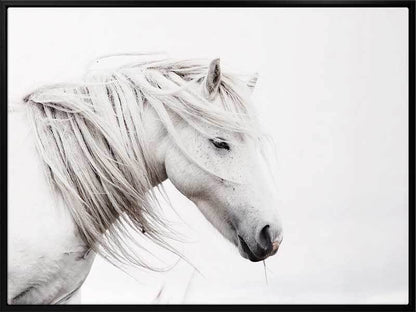 Stallion Canvas Art Print