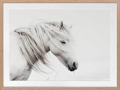 Stallion Framed Art Print