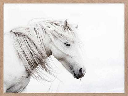 Stallion Canvas Art Print