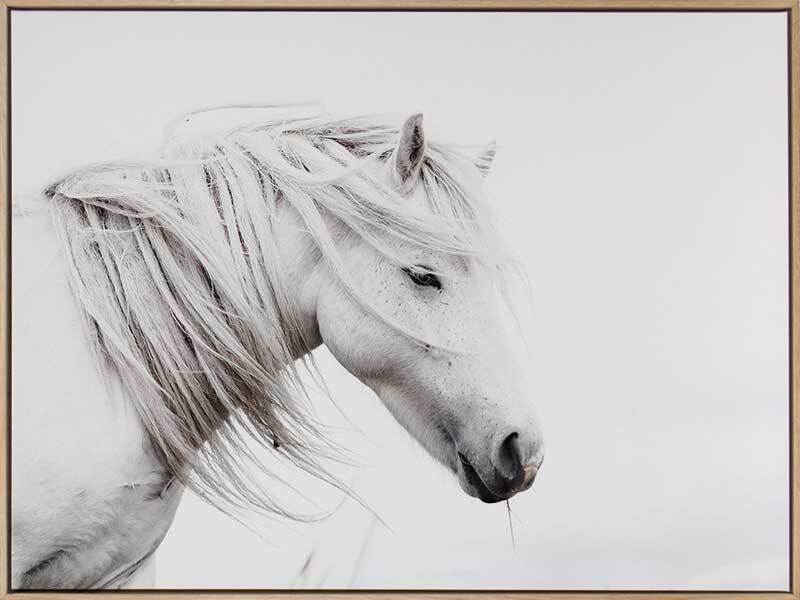 Stallion Canvas Art Print