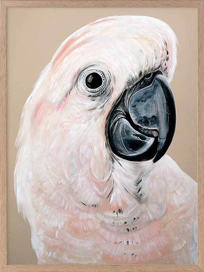 Moluccan Cockatoo Framed Art Print