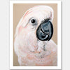 Moluccan Cockatoo Unframed Art Print