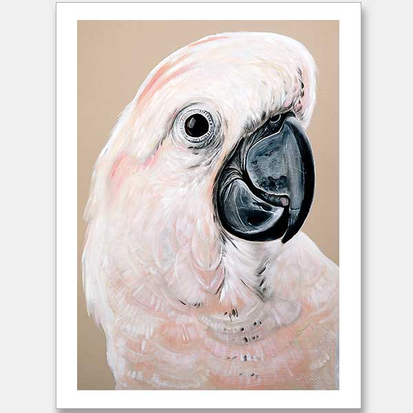 Moluccan Cockatoo Unframed Art Print