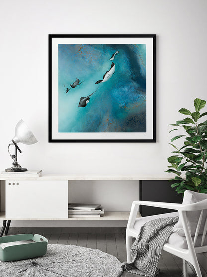 Stingrays Framed Art Print