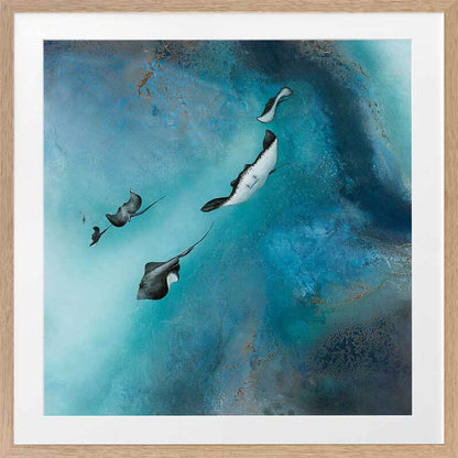 Stingrays Framed Art Print