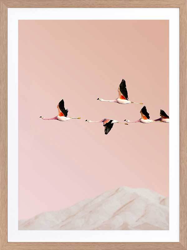 Flamingo Poster