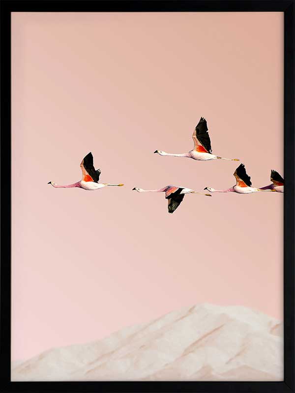 Flamingo Poster Framed Art Print