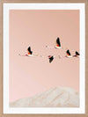 Flamingo Poster Framed Art Print