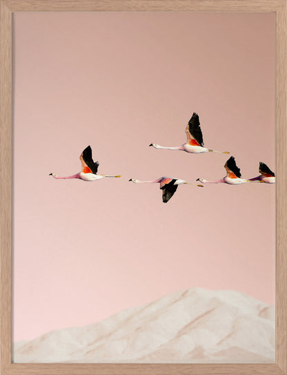 Flamingo Poster