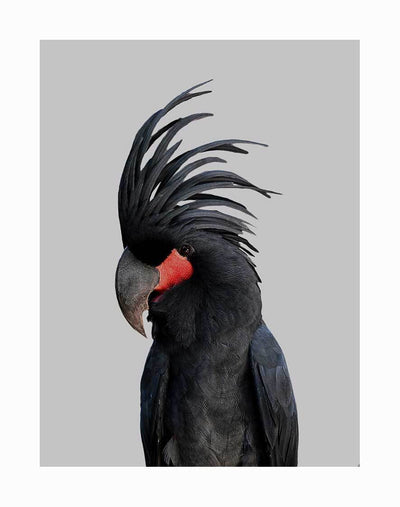 The Bogart Unframed Art Print by Urban Road features a black palm cockatoo with a bold feathered crest and vivid red cheek patch set against a simple gray background.