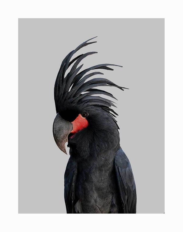 The Bogart Unframed Art Print by Urban Road features a black palm cockatoo with a bold feathered crest and vivid red cheek patch set against a simple gray background.