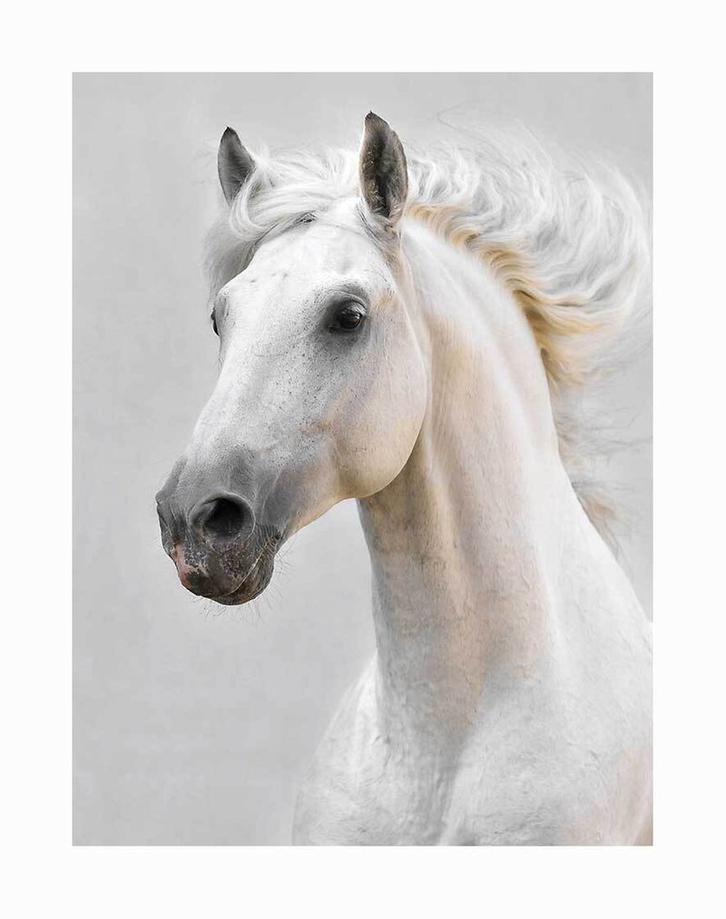 The White Beauty Unframed Art Print by Urban Road showcases a majestic white horse with a flowing mane, gazing alertly to the side. The windblown mane adds grace and motion against a soft light gray background.