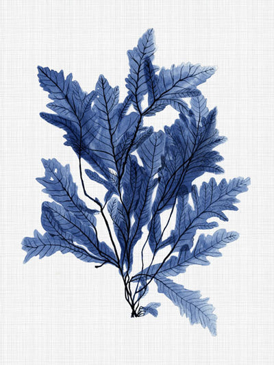 Aruba Sea Canvas Art Print