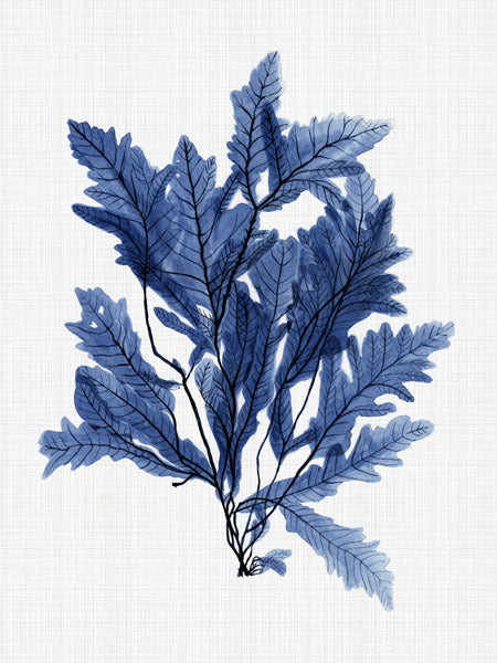 Aruba Sea Canvas Art Print