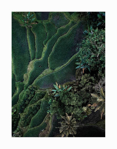 The Tranquility Unframed Art Print by Urban Road features an aerial view of rice terraces and lush green fields, with winding paths and dense tropical trees creating vibrant, natural patterns across the landscape.