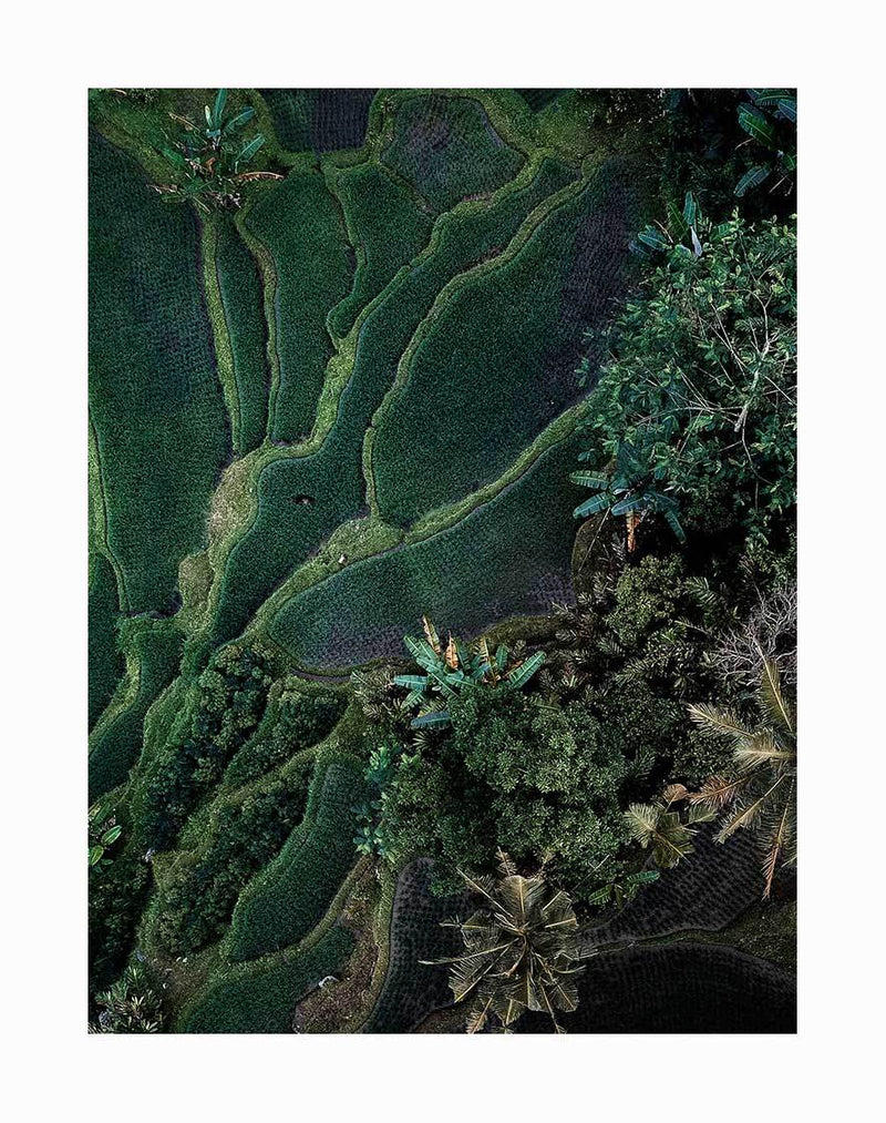 The Tranquility Unframed Art Print by Urban Road features an aerial view of rice terraces and lush green fields, with winding paths and dense tropical trees creating vibrant, natural patterns across the landscape.