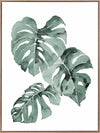 Zulu Monstera Canvas Art Print